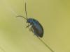 Altica sp.